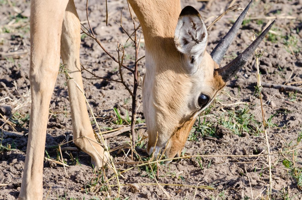 Botswana South Africa Safari Travel Photography