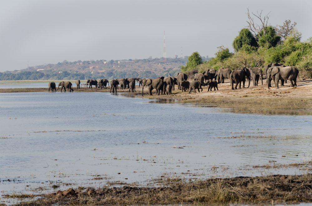 Botswana South Africa Safari Travel Photography