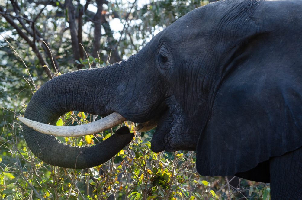 Botswana South Africa Safari Travel Photography
