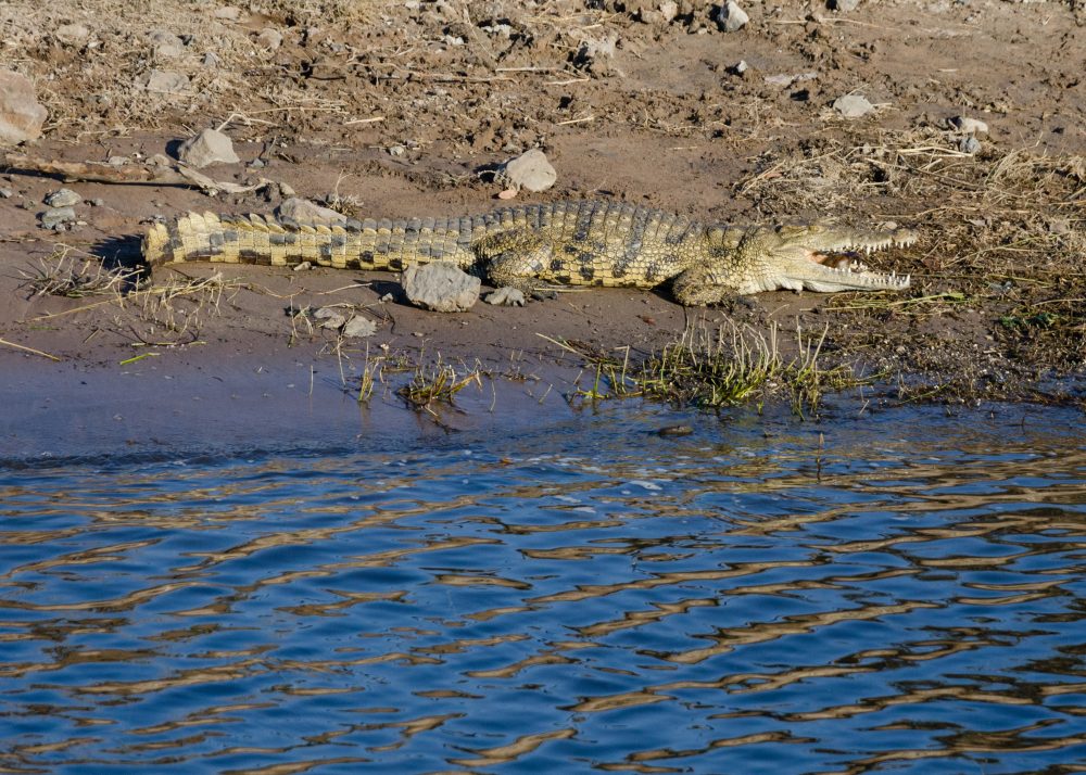 Botswana South Africa Safari Travel Photography