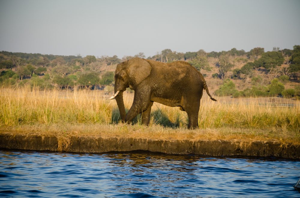 Botswana South Africa Safari Travel Photography