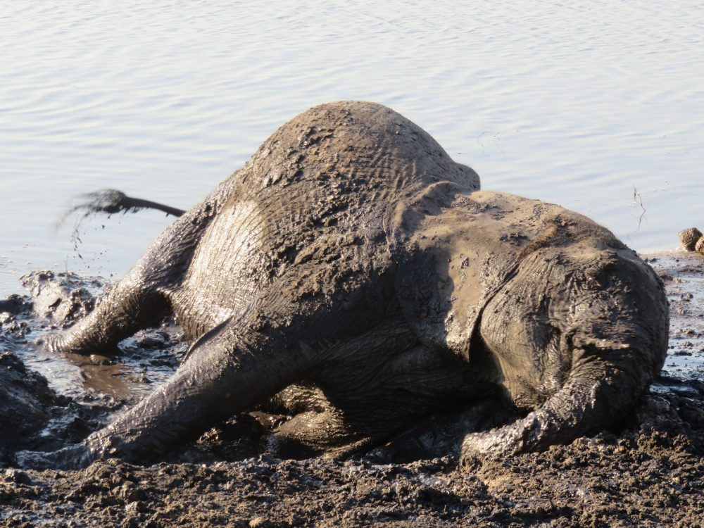 Botswana South Africa Safari Travel Photography