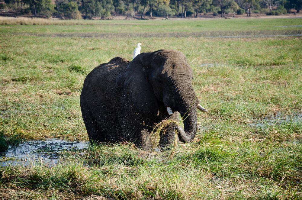 Elephant Eating in Field in Botswana South Africa Safari by Brian McConkey Photography