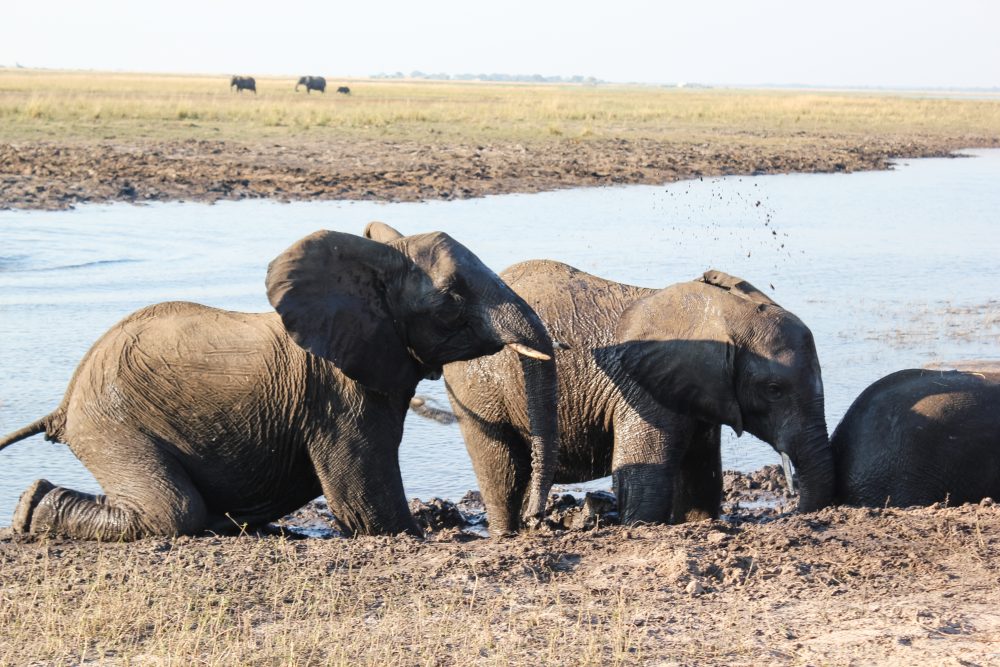 Botswana South Africa Safari Travel Photography