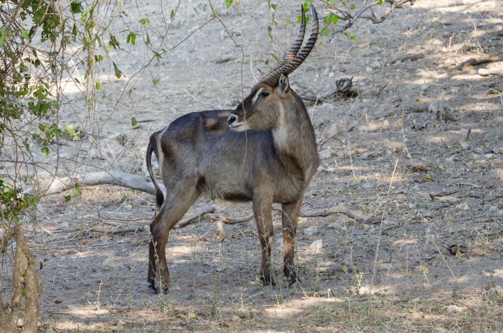 Botswana South Africa Safari Travel Photography