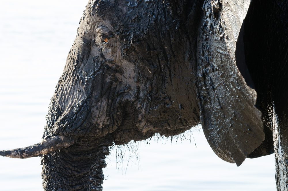 Botswana South Africa Safari Travel Photography