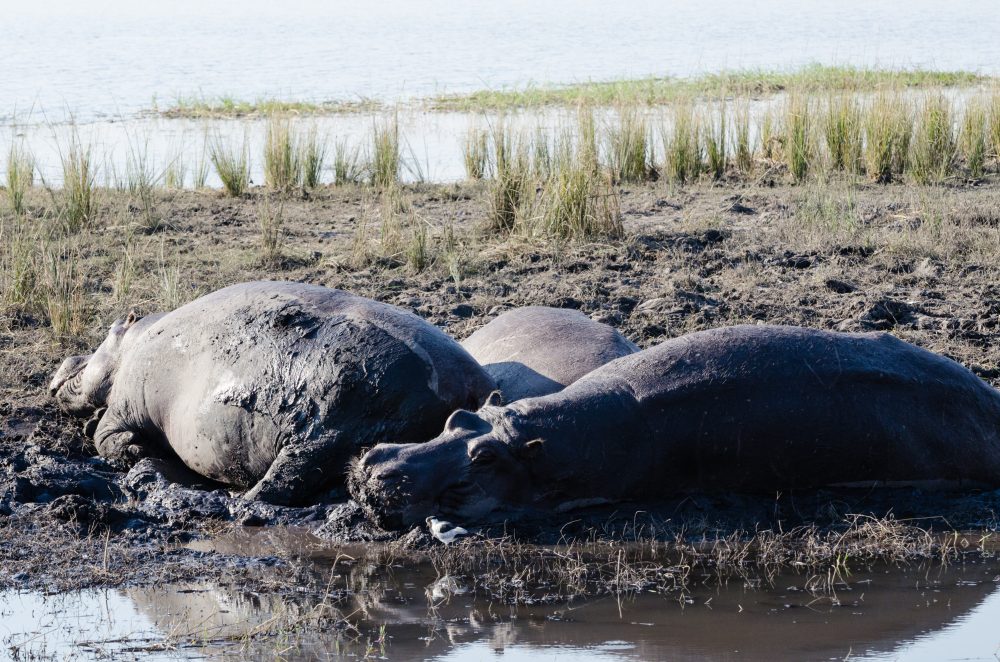 Lower Zambezi Zambia Travel Photography