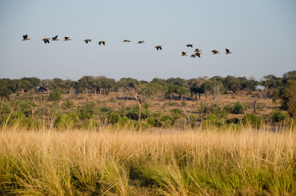 Lower Zambezi Zambia Travel Photography