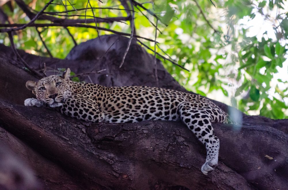 Lower Zambezi Zambia Travel Photography